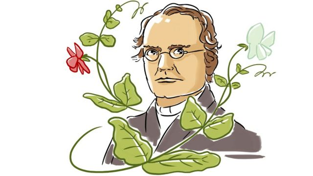 MENDEL - EL PADRE DE LA GENÉTICA