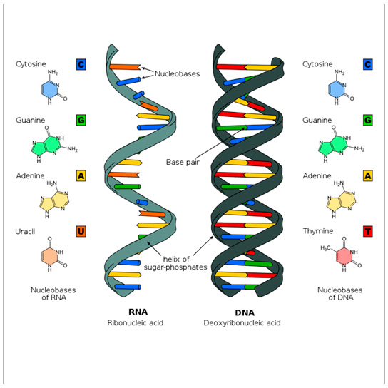 DNA